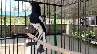 1 menit kacer lain bakal ikut gacor mendengar suara kacer 1 ini by faras p