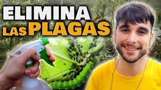 MATA y ELIMINA PLAGAS en tus PLANTAS y en Huerto Urbano | Pulgón, Mosca Blanca, Araña Roja, Orugas