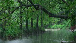 The beautiful little river is raining(528) , sleep, relax, meditate, ASMR, Real Shot