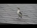 Mockingbirds dance on roof