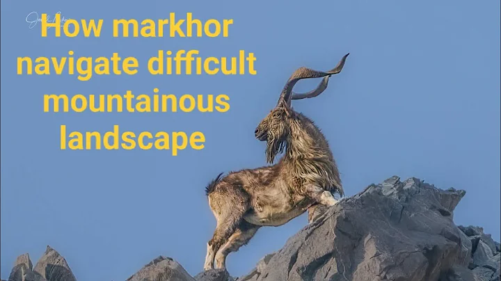 Markhor The king of mountain #wildlife 