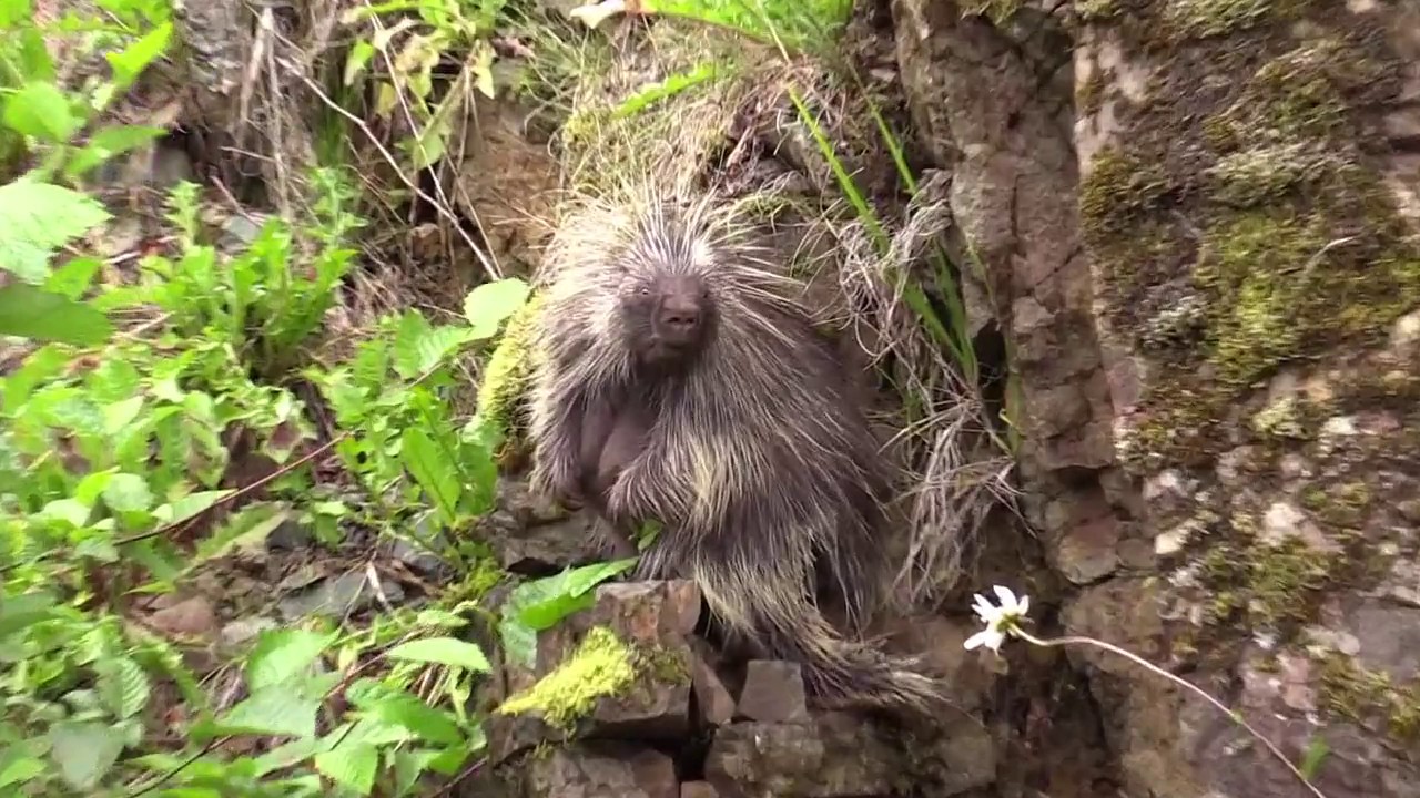 Porcupine, porcupine tree, tree, porcupine tree live YouTube