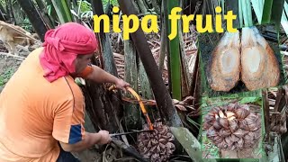 BUNGA NG SASA (NIPA FRUIT)GAWING DESSERT | PAGBUTAS AT PAGHAKOT NG KAWAYAN / Buhay probinsya vlog#77
