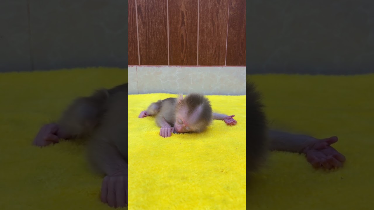 Little Boy A Tong So Gorgeousness