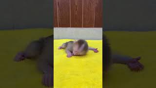 Download Lagu Little Boy A Tong So Gorgeousness MP3