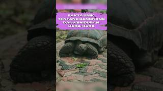 Cangkang Kura Kura ini Ternyata 😲 - Fakta Unik