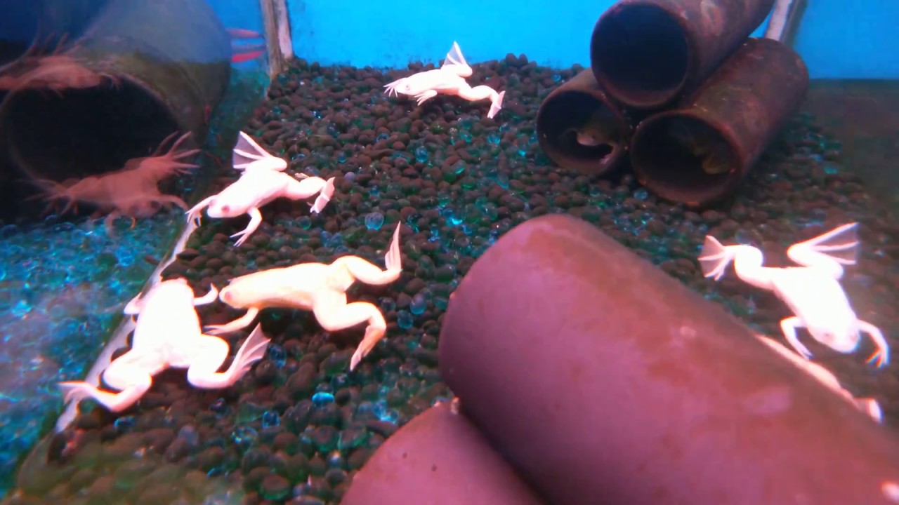 非洲爪蟾 馬卡龍蛙 圖鑑xenopus Laevis Youtube