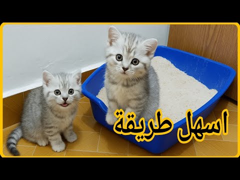 تعليم القطط دخول الحمام الرمل الليتر بوكس بسهولة دليل تدريب القطط على صندوق الفضلات