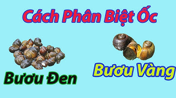 Cách Phân Biệt Ốc Bươu Đen Và Ốc Bươu Vàng Đơn Giản Nhất | NGUYEN LÂM TV