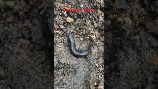 Northern Dusky Salamander In A Seep