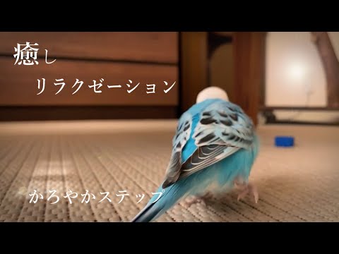 スローで見るインコの走り【癒し･リラクゼーション】　Healing and Relaxation: Skipping Budgie