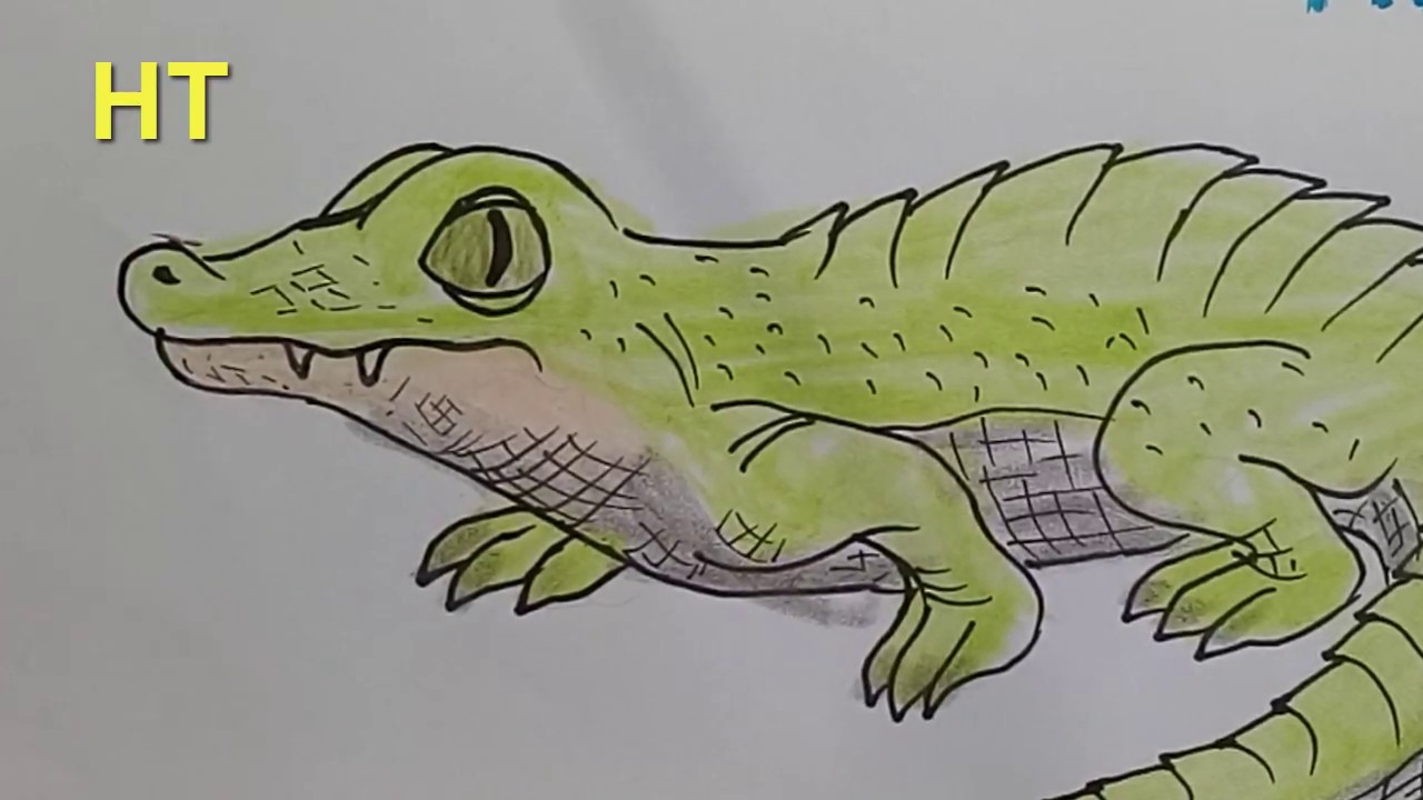 How to draw a crocodile cute sep by step Draw cute