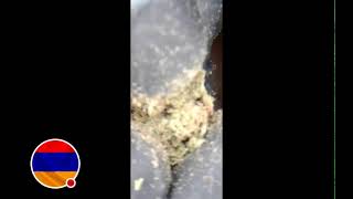Addressing The Happy Cultivator, SmallTubes Still Angry, Can Dnuggs and Viking Show Better Bud?