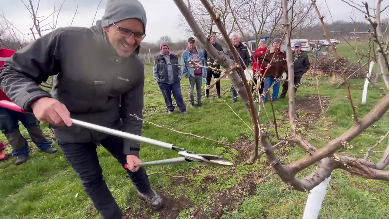 RENGETEG MAGYARÁZAT! CSAK TÜRELMESEKNEK 😀Szilva fiatal ORSO ÉS VÁZA METSZES Marcius 9. 2024