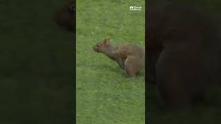 WE GOT A SQUIRREL ON THE FIELD 😂