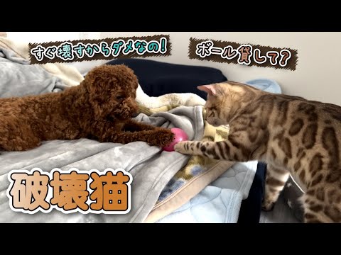 【スノーベンガル猫とトイプードル】猫から必死にボールを守る子犬がこちらです