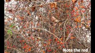 Invasive Plants of Pennsylvania
