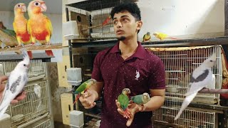 Home Birds Avairy! #conurechicks #breeding #viral #birds #cocktail