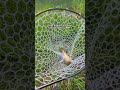 Catches are always insane with this app!🗺️ #fishai #fishinglife ⁠#fishing ⁠fish #angler #anglerlife