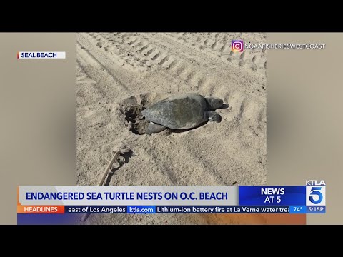 Second sea turtle spotted nesting on SoCal beach after historic landing