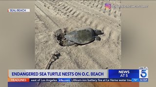 Second sea turtle spotted nesting on SoCal beach after historic landing