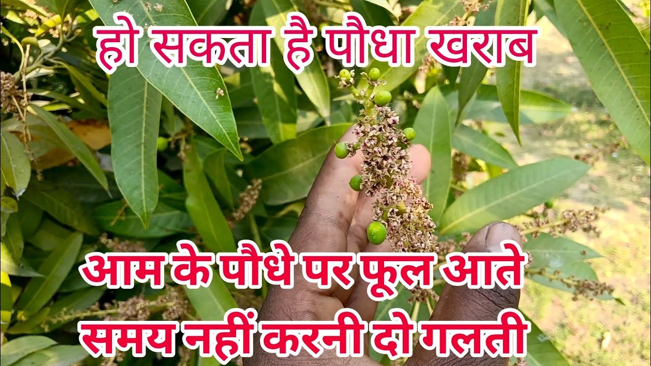 हमारे आम के पौधे पर फूल आए सबसे ज्यादा फल आए सबसे कम दो गलतियां की वजह से 🌱