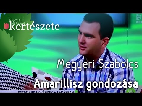 Videó: Amarillisz növények átültetése: megtudhatja, hogyan és mikor kell átültetni az amarilliszt