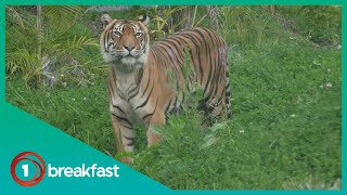 Auckland Zoo welcomes its first tiger in three years