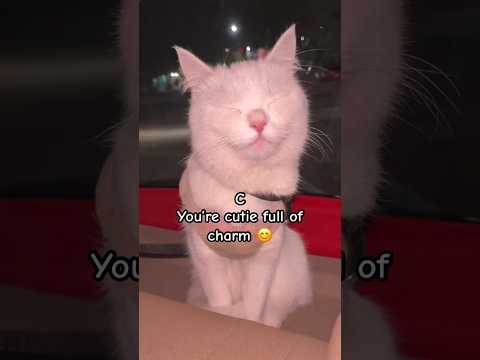 Abc #catshorts #memes #jimmysdailydrama #funny #trendingshorts #explore #fypシ゚viral #cat #cute