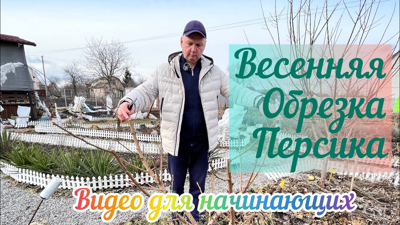 Как правильно обрезать и сформировать персик 1-й,2-й,3-й год после посадки.