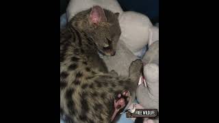 A second chance for two little genets