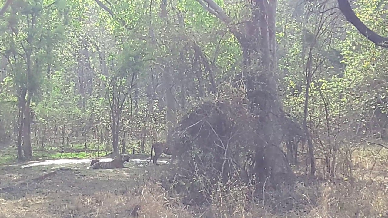 Shivanjari tiger sighting tadoba