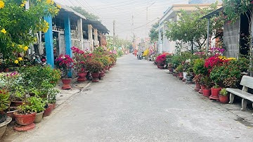 Đường làng quê đẹp thơ mọng với vườn thanh long