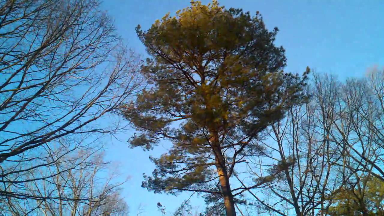 Windy trees - YouTube