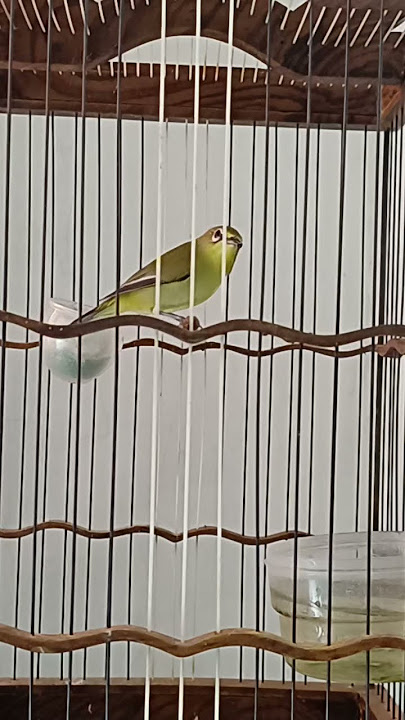 Burung pleci cisewu garut.