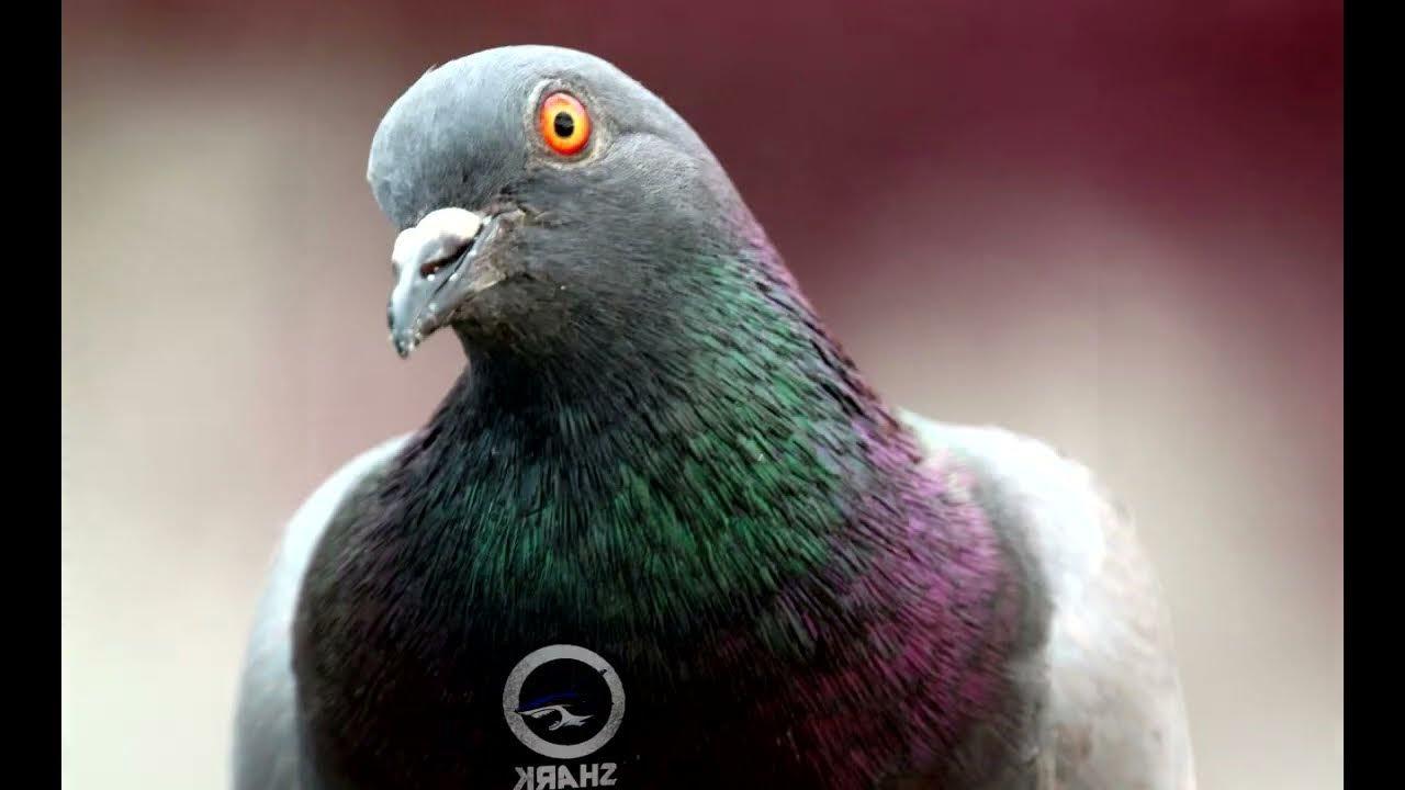голубь с камерой. грустный голубь. говорящего голубя. птица с глазами спереди. взгляд голубя.