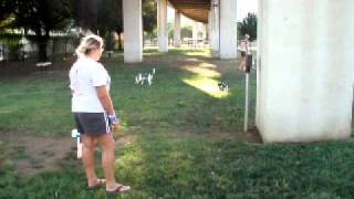 Rat Terrier All About The Ball