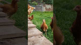 🐤🐔❤️