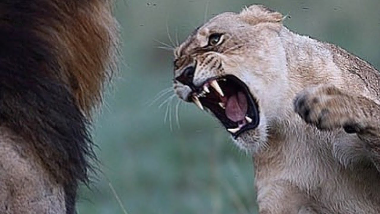 ANIMALS ATTACKING EACH OTHER #animals #lions - YouTube
