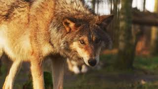 Details 4K Wolf Free Stock video / No Copyright / StockVidz Update