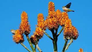 July Wax Eye Birds Again4K
