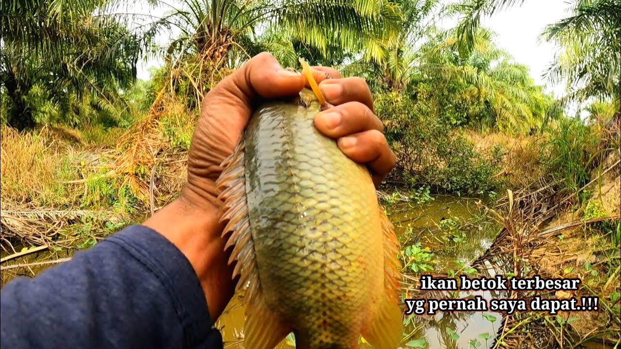Pemancing ini masih bisa temukan sarang ikan betok monster, ikan betok terbesar di dunia.!