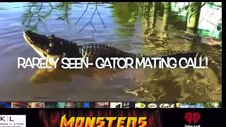 Rarely seen- Gator mating call ! Live from Gatorland!