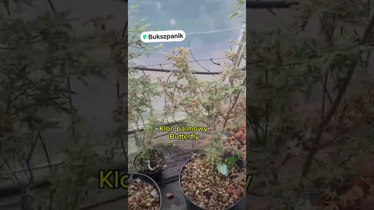 Top 15 najpiękniejszych Klonów Palmowych 