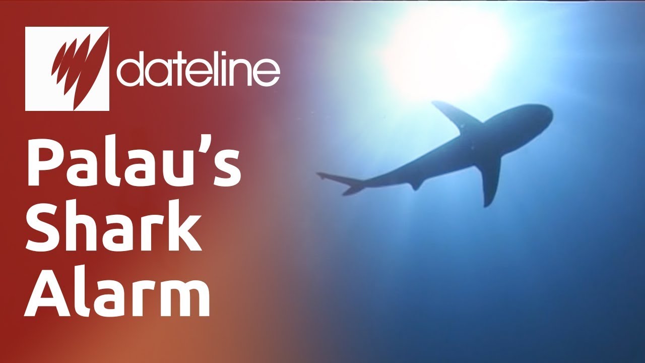 Palau's troubles with enforcing a shark sanctuary