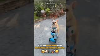Smart French bulldog rides toy scooter solo