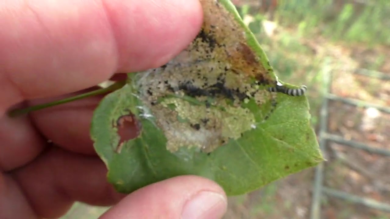 Leafroller Larvae - Youtube