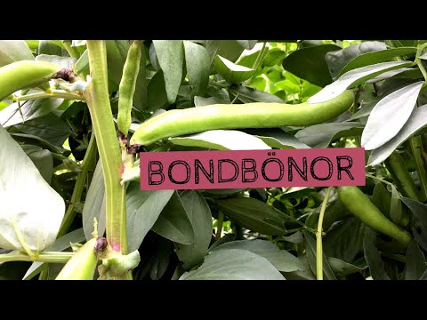 Video: Sorter och typer av zucchini: beskrivning, egenskaper, odlingsegenskaper