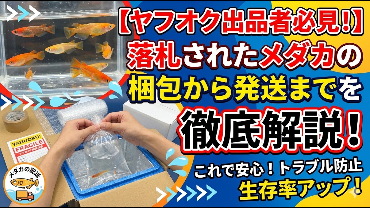 【専用】めだか様 ありがとうございます。 How to Pack and Ship Medaka Sold on Yahoo Auctions! - YouTube