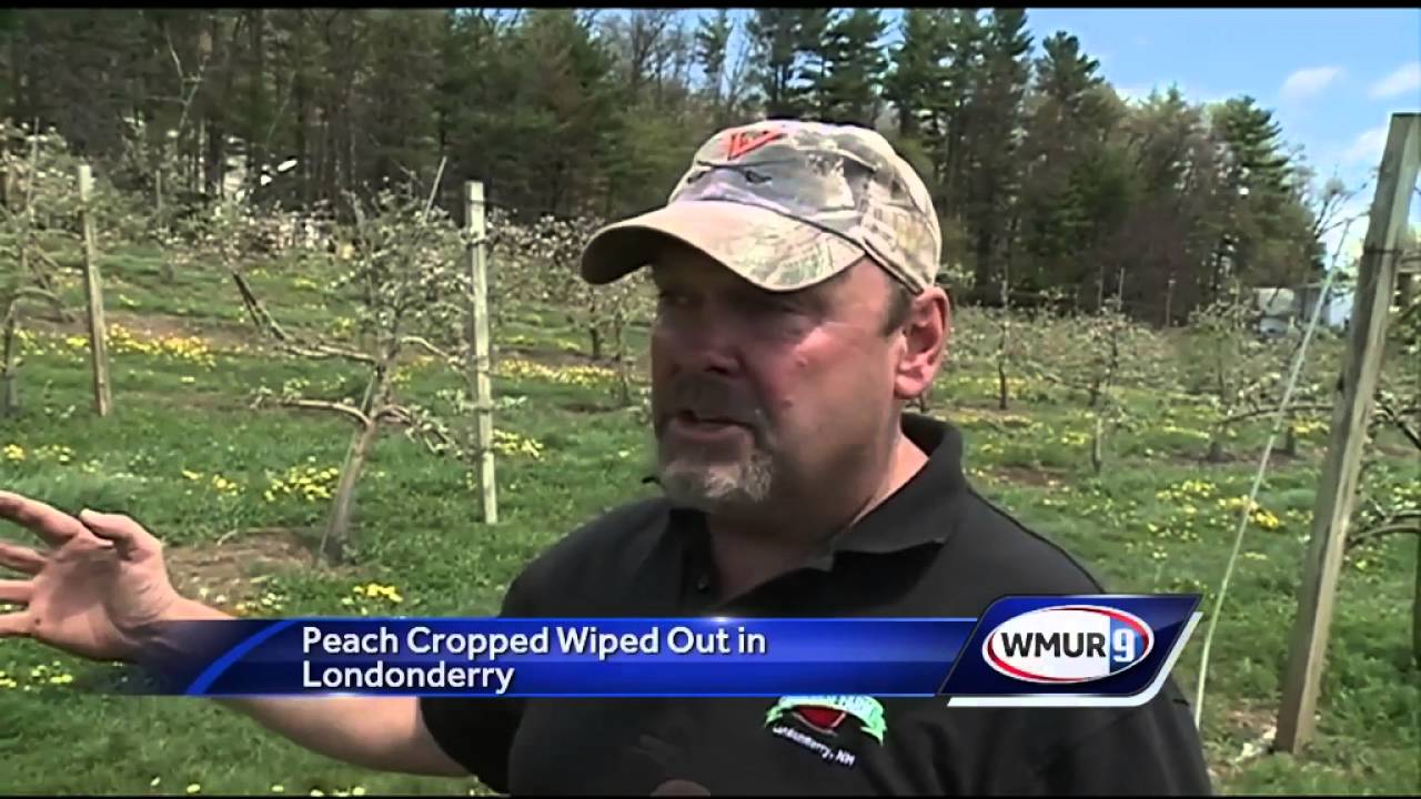 Peach crop wiped out in most areas